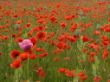 mohn.jpg